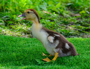 Muscat duckling running on green grass