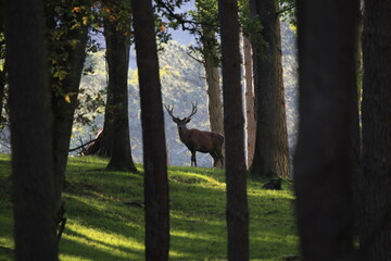 le roi de la foret entre deux bois