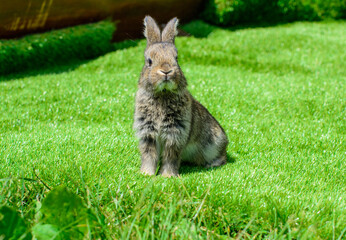 Little rabbit on green grass