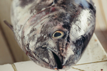 a close up of a bird