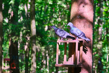 bird feeder in the city park. general plan. color