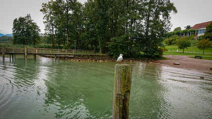 The gull sits on a wooden pole protruding from the water