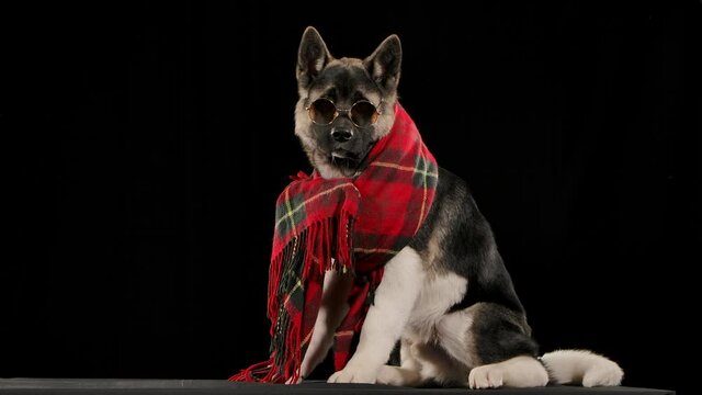 Dog breed American Akita sits in the studio on a black background, ears perked up in slow motion. The pet is wearing sunglasses, and a red checkered scarf is wrapped around the neck. Close up.