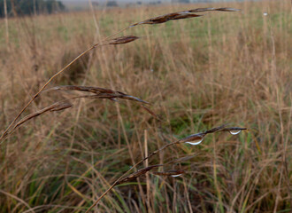water droplets hang from bending grass stems