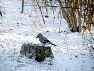 A beautiful jay flew to the stump for seeds.