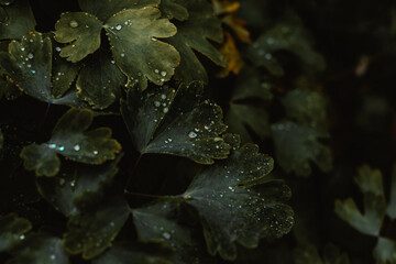 dark green leaves after the rain