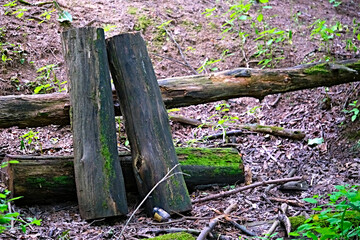 harvested logs for firewood in the forest. master plan