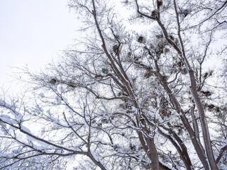 雪の積もった枝