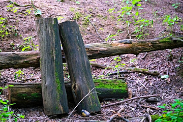 harvested logs for firewood in the forest. master plan