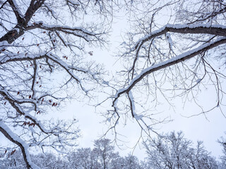 雪の積もった枝