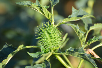 In nature, a poisonous plant grows - Datura stramonium