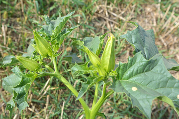 In nature, a poisonous plant grows - Datura stramonium