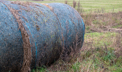 Obraz premium large round hay bales in blue twine
