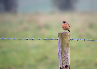 stonechat sitting on a wooden fence post