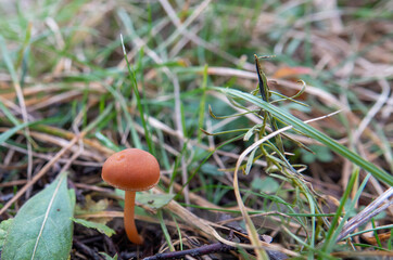 tiny brown mushroom in the grass