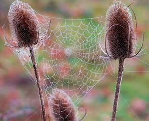 spider web between two teasel thistles glistening in the morning dew 