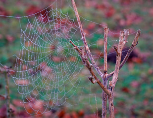 spider web glistening with the morning dew
