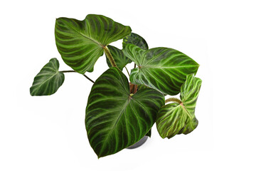 Top view of exotic 'Philodendron Verrucosum' houseplant with dark green veined velvety leaves  isolated on white background