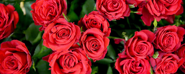 close up of red rose