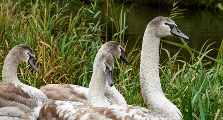 cygnets on the bank next to river