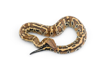 Sumatran Short Tail Python isolated on white background