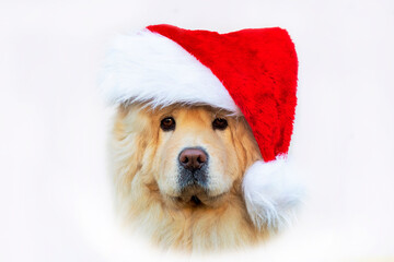 Postcard, serious dog Chow Chow in santa claus hat, merry christmas pet isolated on white. Copy space.