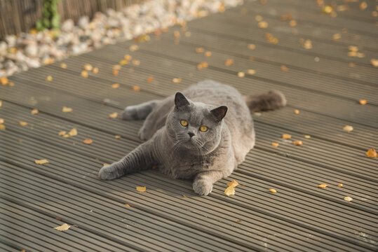 Playful British Short Hair cat lying on a wooden deck with yellow leaves as she looks at the camera in a garden in Edinburgh, Scotland, UK.
