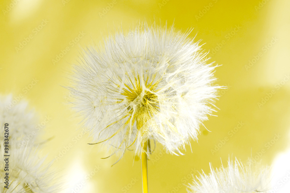 Poster white dandelions inflorescence on illuminating background. concept for festive background or for pro