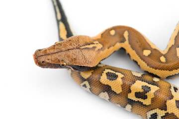 Sumatran Short Tail Python isolated on white background