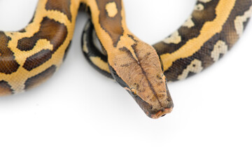 Sumatran Short Tail Python isolated on white background