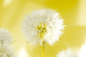 White dandelions inflorescence on Illuminating background. Concept for festive background or for project.