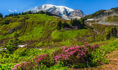 Mountain Rainier from the Skyline Trail, Paradise Valley, Mt Rainier National Park, Washington