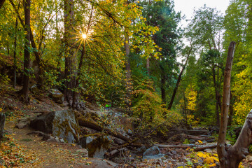 Forest and trees with fall colors in Yosemite
