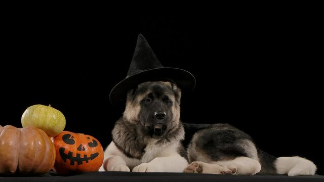 A charming American Akita in a witch hat lies in slow motion in the studio on a black background near three pumpkins. One of the pumpkins has a scary face painted on it. Halloween night concept. Close
