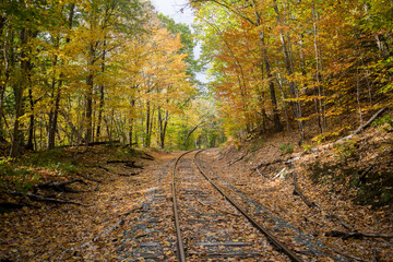 path in autumn forest