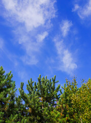 small fir tree against a deep blue sky with whispy white clouds 