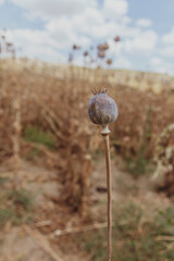 Turkey - Isparta cloudy sky single popping plant