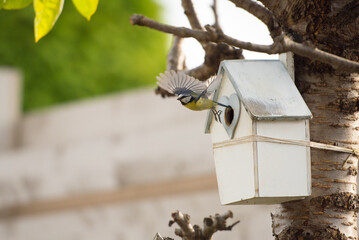 A blue tit bird flies out of a heart shaped bird house hanging from a tree in a Garden in Edinburgh, Scotland, UK.