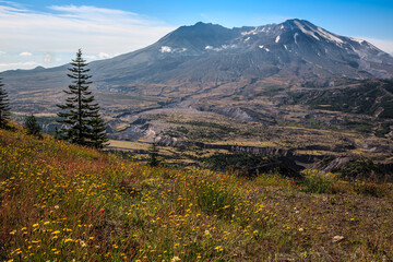 Wildflower Views of Mt St Helens, Mt St Helens National Volcanic Monument, Washington state