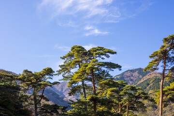 松の木と青空