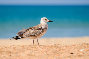 Fototapeta na wymiar Beautiful seagull on the seashore. Portrait of a seagull on the beach.