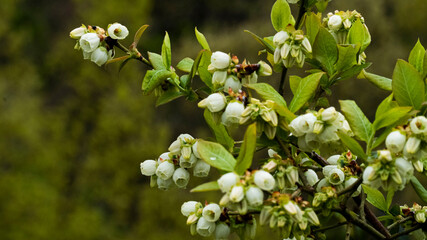 flower blossom