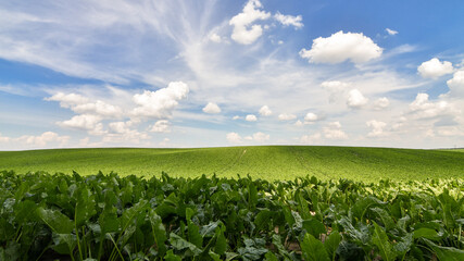 Agricultural scenery of of sweet sugar beet field, with blue sky background. Selective focus. Copy...