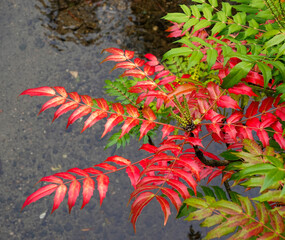 beautiful red and greed fern over a clear water stream
