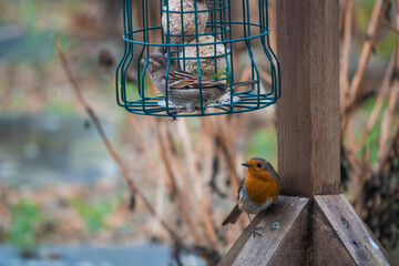 robin redbreast in looking at a bird feeder cage