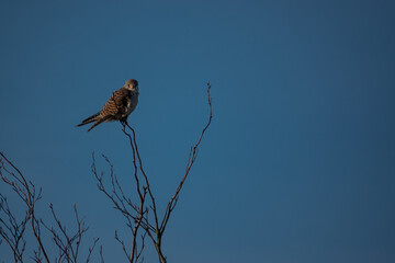 kestrel watching from a twig perch