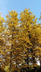 autumn trees in the forest