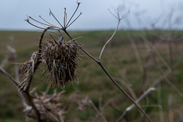 thistle seed head in autumn
