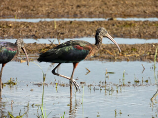 The loaf is a medium-sized
