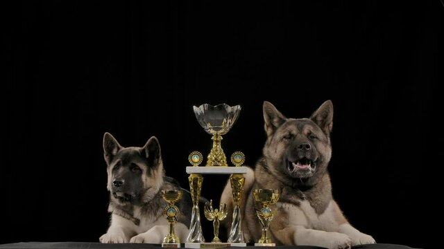 Tired thoroughbred two American Akita dogs lie next to their champion trophies in the studio on a black background in slow motion. One of the larger dogs yawns with its mouth wide open. Close up.